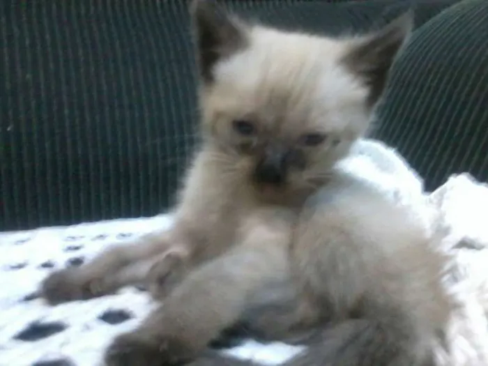 Gato ra a não identificada idade Abaixo de 2 meses nome Não tem