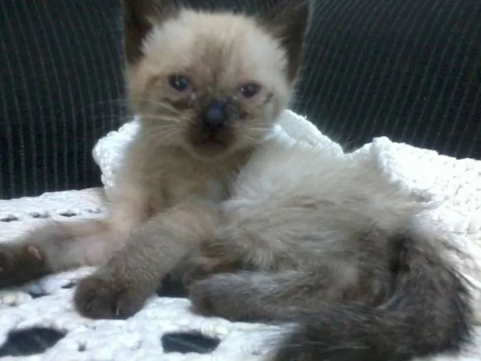 Gato ra a não identificada idade Abaixo de 2 meses nome Não tem