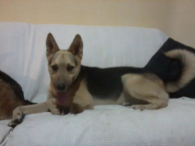 Cachorro ra a Indefinida idade 7 a 11 meses nome Riba