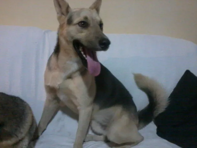 Cachorro ra a Indefinida idade 7 a 11 meses nome Riba