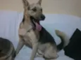 Riba