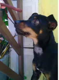 Cachorro raça Pinscher idade 1 ano nome SN