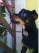 Cachorro raça Pinscher idade 1 ano nome SN
