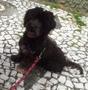 Cachorro raça Mestiça de Poodle idade 2 anos nome Belinha