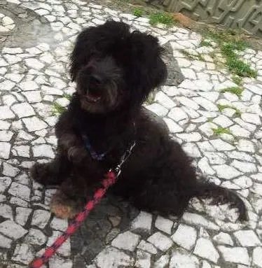 Cachorro raça Mestiça de Poodle idade 2 anos nome Belinha