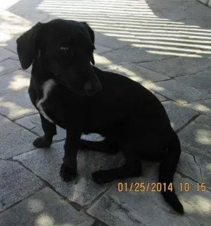 Cachorro raça nao sei idade  nome nao sei