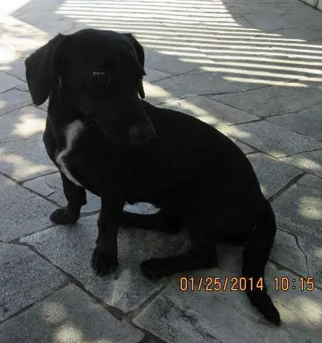 Cachorro ra a nao sei idade  nome nao sei