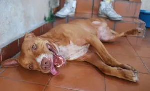 Cachorro raça Pit-Bull idade 4 anos nome Menina