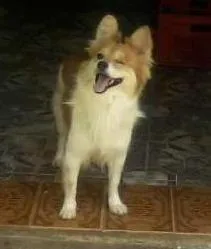 Cachorro ra a SRD idade 3 anos nome Biriba