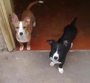 Cachorro raça SRD idade 2 a 6 meses nome Ruth e Raquel