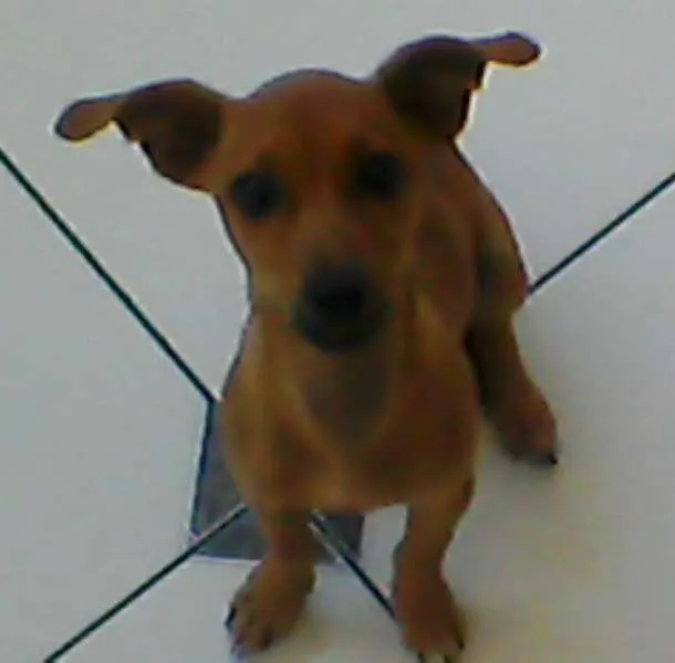 Cachorro raça pinscher idade 2 a 6 meses nome Pipoca