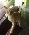 gato