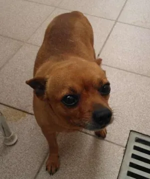 Cachorro raça Pinscher idade 6 ou mais anos nome Toco