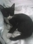 Nala