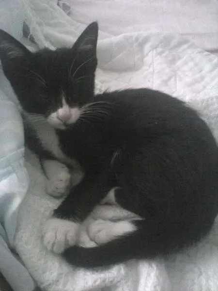 Gato ra a indefinida idade 2 a 6 meses nome Nala