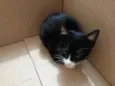 Nala