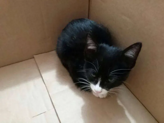 Gato ra a indefinida idade 2 a 6 meses nome Nala