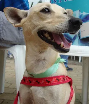 Cachorro raça SRD idade 2 anos nome Lela