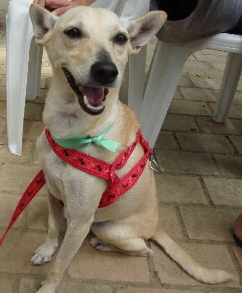 Cachorro ra a SRD idade 2 anos nome Lela