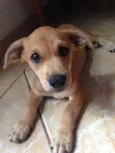 Rex