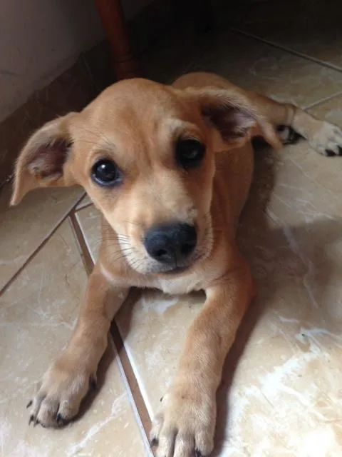 Cachorro ra a Vira-lata idade 2 a 6 meses nome Rex