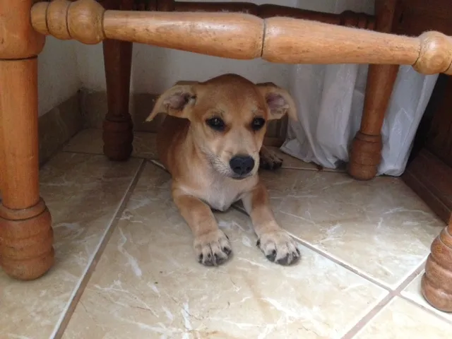 Cachorro ra a Vira-lata idade 2 a 6 meses nome Rex