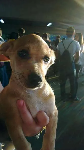 Cachorro ra a Vira-lata idade 2 a 6 meses nome Rex