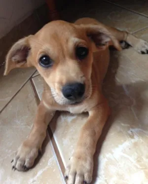 Cachorro raça Vira-lata idade 2 a 6 meses nome Rex