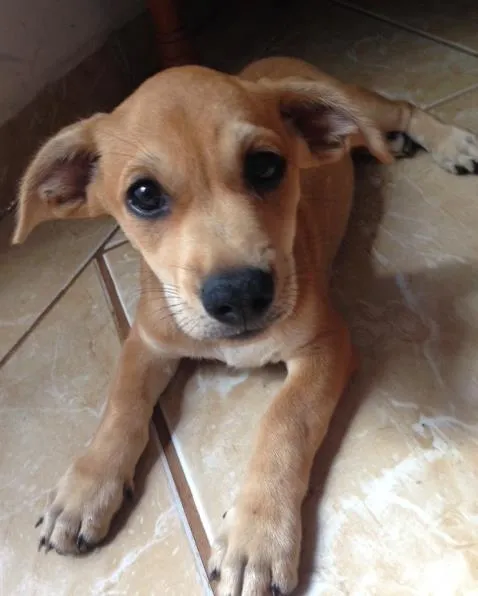 Cachorro ra a Vira-lata idade 2 a 6 meses nome Rex