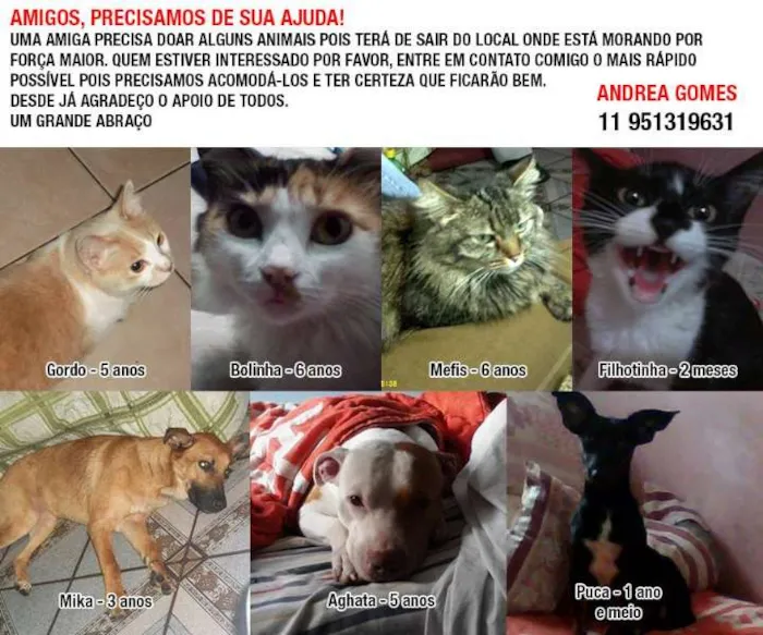 Gato ra a Varias idade 6 ou mais anos nome Varios