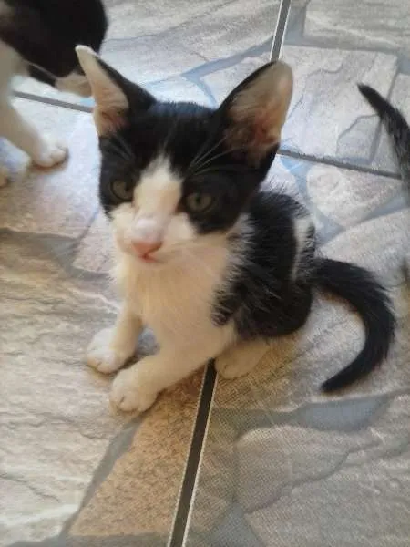 Gato ra a indefinida idade 2 a 6 meses nome ñ tem