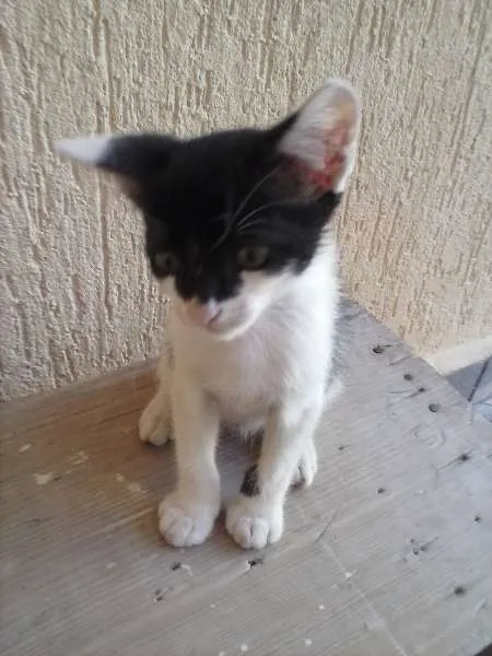 Gato ra a indefinida idade 2 a 6 meses nome ñ tem