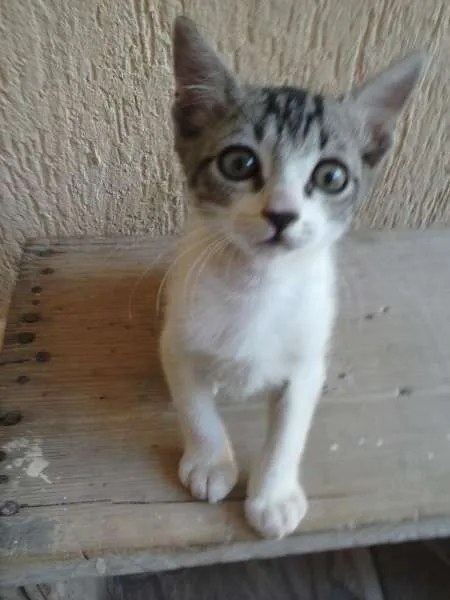 Gato ra a indefinida idade 2 a 6 meses nome ñ tem