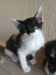ñ tem