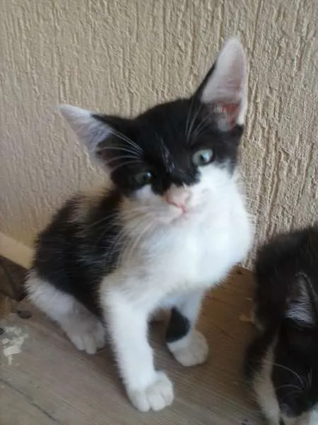 Gato ra a indefinida idade 2 a 6 meses nome ñ tem