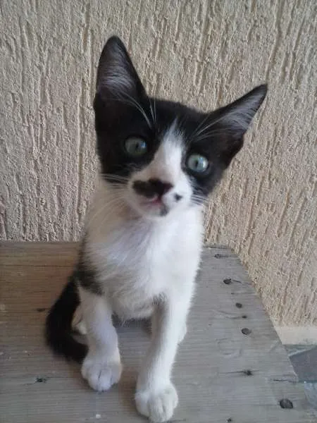 Gato ra a indefinida idade 2 a 6 meses nome ñ tem