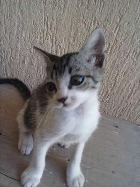 Gato ra a indefinida idade 2 a 6 meses nome ñ tem