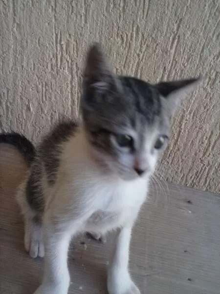 Gato ra a indefinida idade 2 a 6 meses nome ñ tem