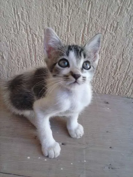 Gato ra a indefinida idade 2 a 6 meses nome ñ tem