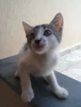 ñ tem