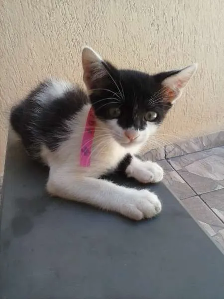 Gato ra a indefinida idade 2 a 6 meses nome ñ tem