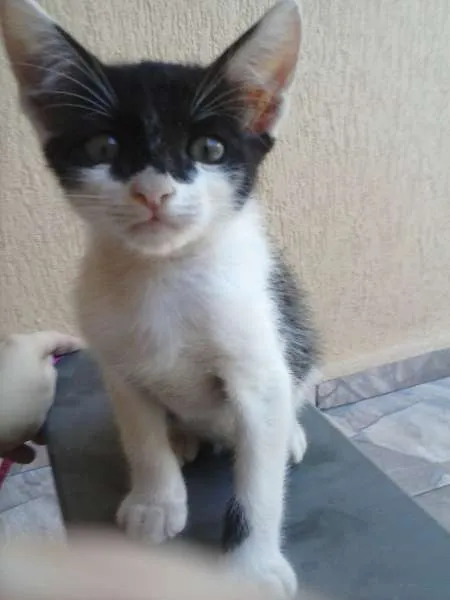 Gato ra a indefinida idade 2 a 6 meses nome ñ tem