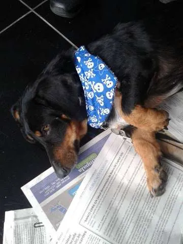 Cachorro ra a Mix de Linguiça idade  nome ...