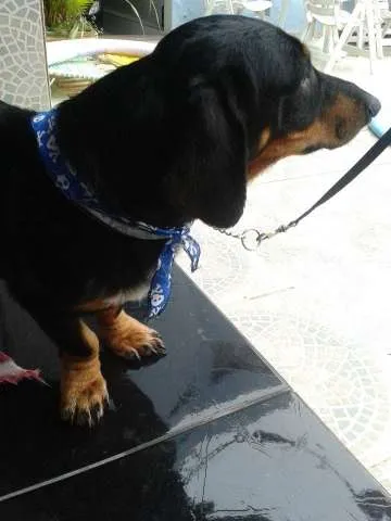 Cachorro ra a Mix de Linguiça idade  nome ...