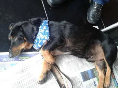 Cachorro ra a Mix de Linguiça idade  nome ...