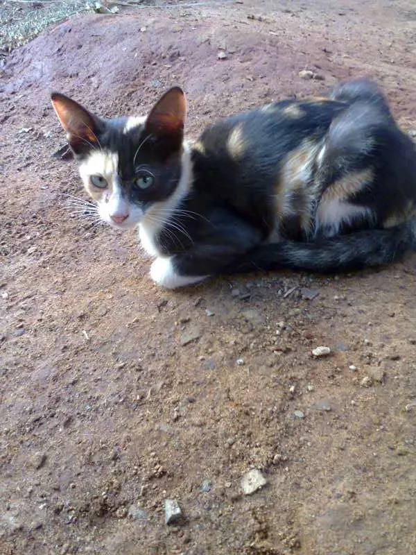 Gato ra a viralata idade 2 a 6 meses nome filhotes