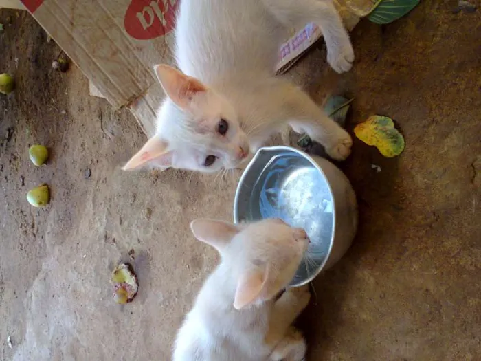 Gato ra a viralata idade 2 a 6 meses nome filhotes