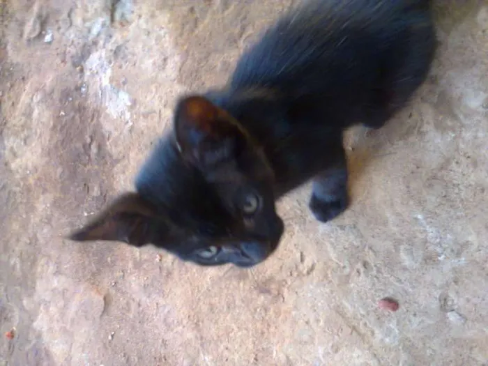 Gato ra a viralata idade 2 a 6 meses nome filhotes