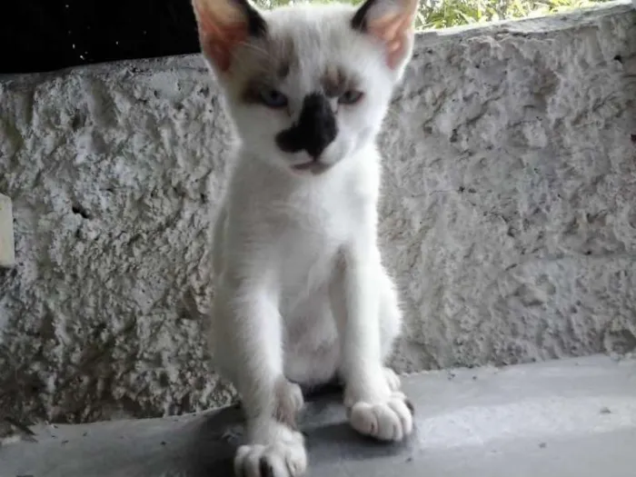 Gato ra a nenhum idade 2 a 6 meses nome maike Minininho