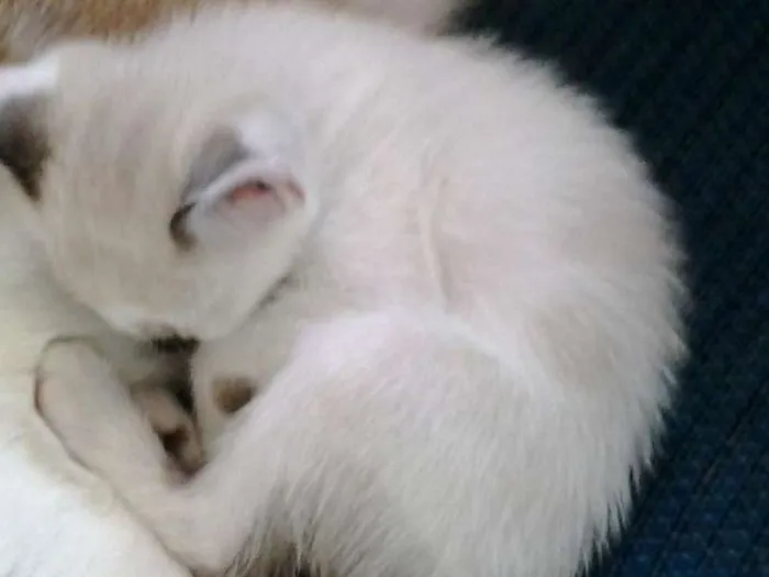 Gato ra a nenhum idade 2 a 6 meses nome maike Minininho